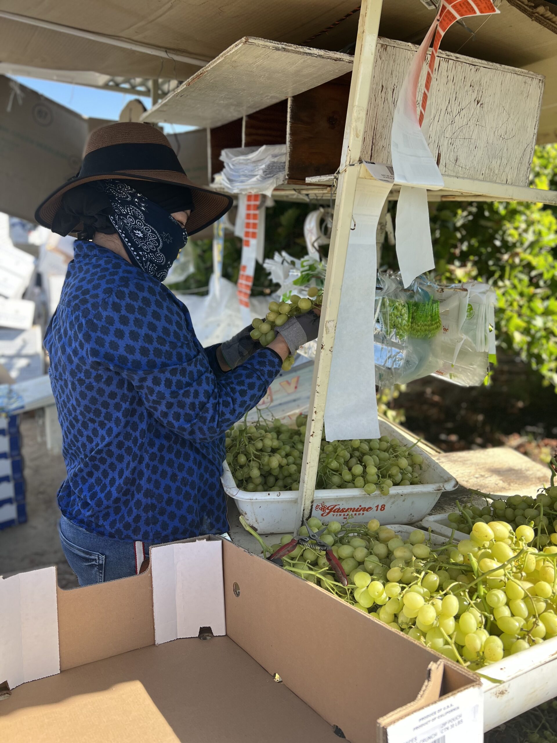 Processing grapes at Jasmine Vineyards