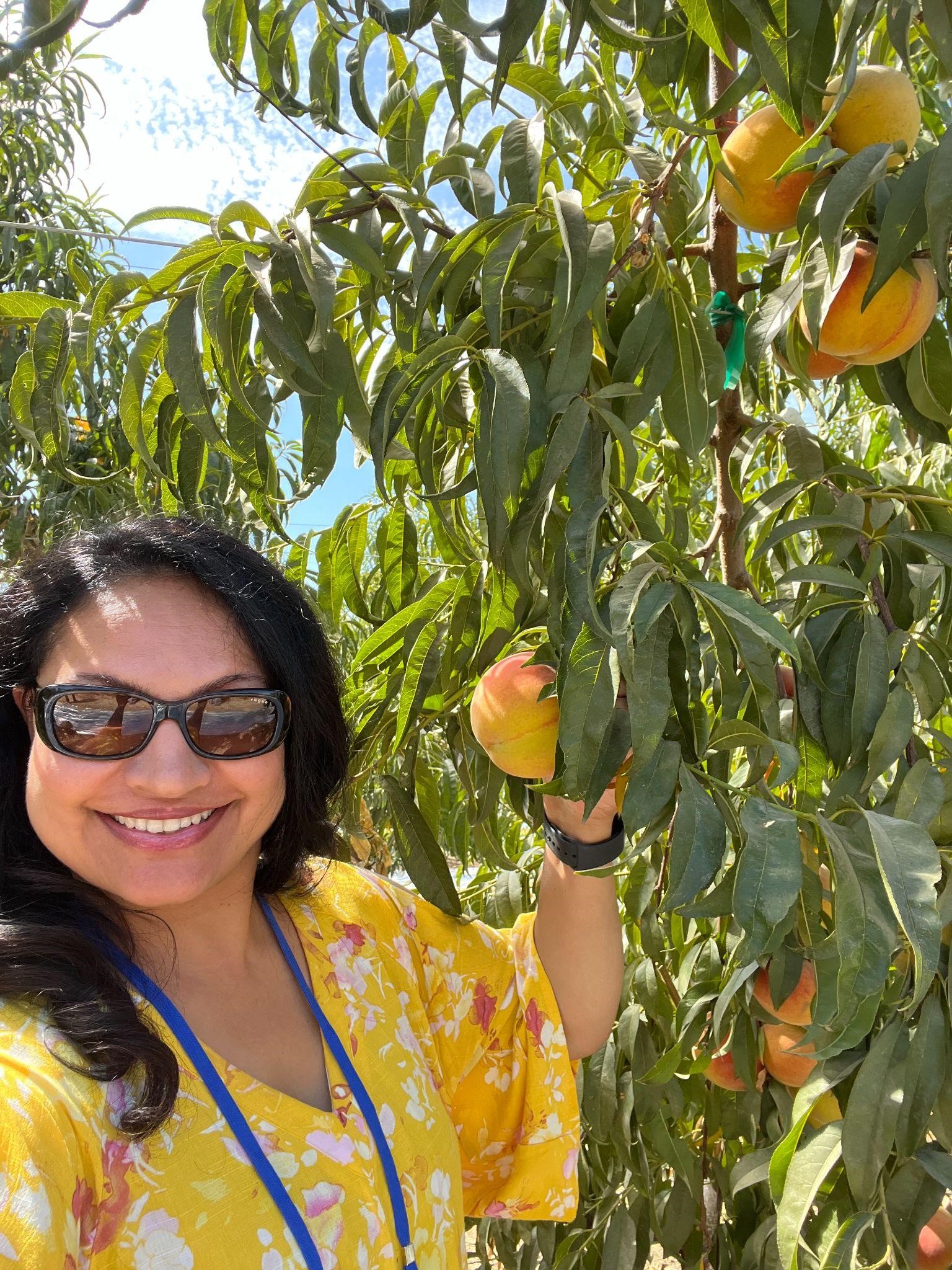 Picking peaches on the farm tour