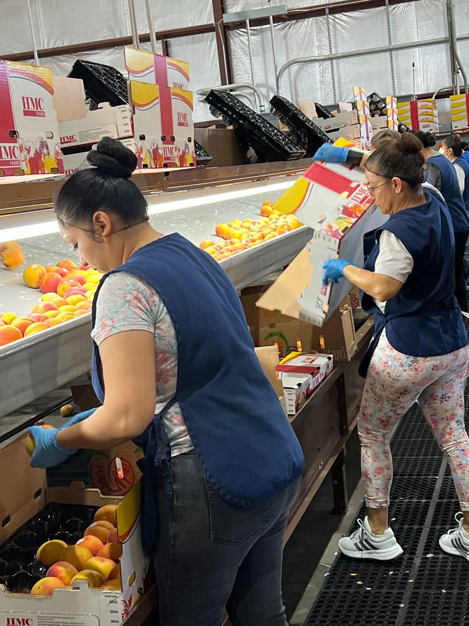 Peach Processing Peach processing facility
