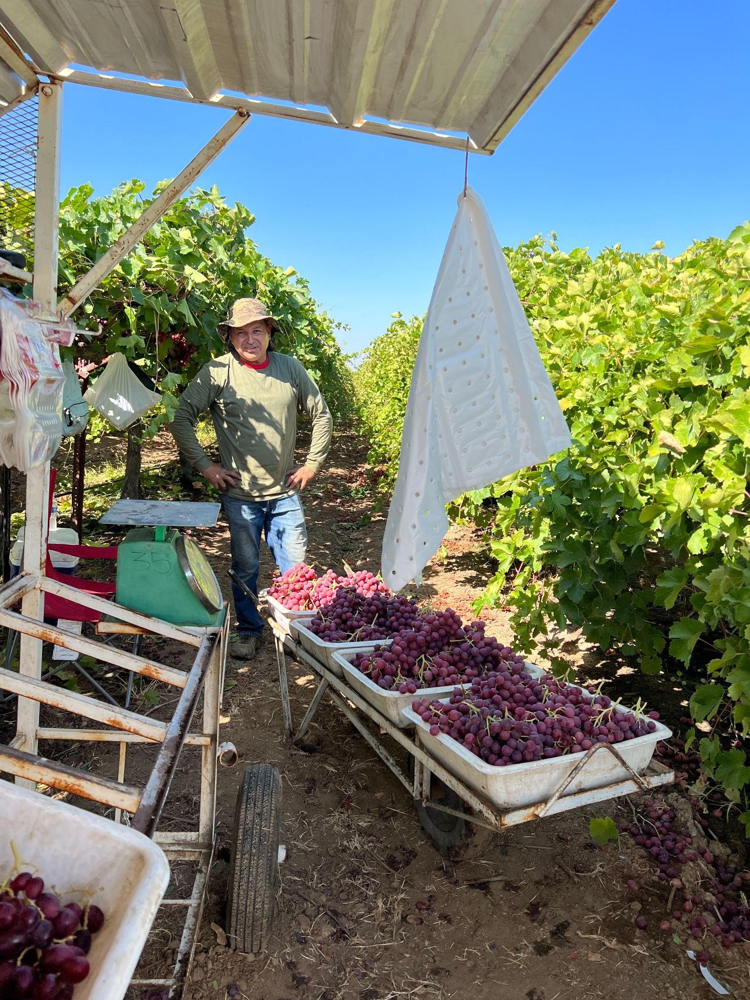 Grape harvest at Jasmine Vineyards