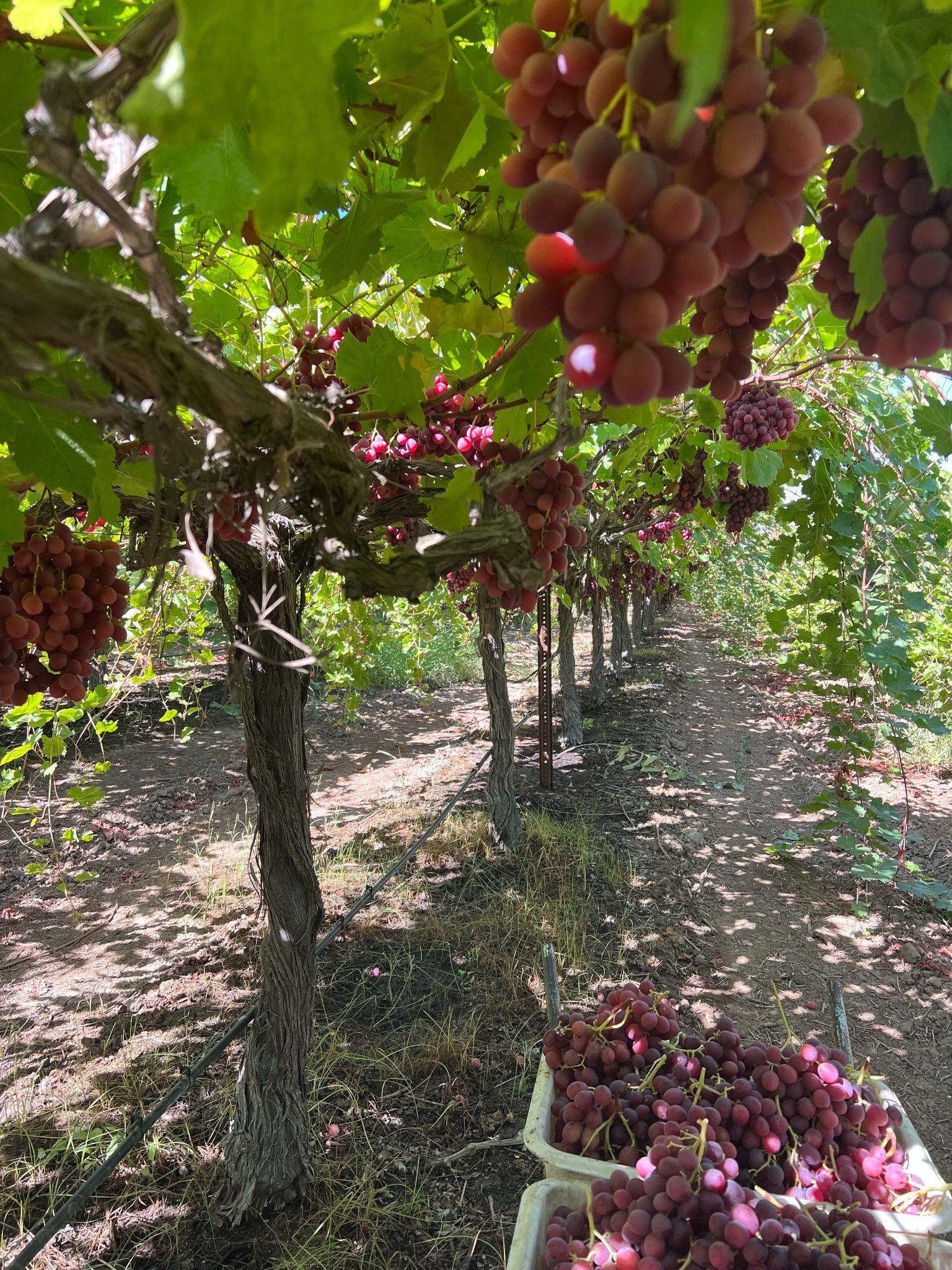 Grapes hanging on the vines at Jasmine Vineyards